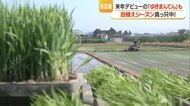 田植えシーズン真っただ中　2027年デビュー「ゆきまんてん」も・猛暑に耐える品種として期待　山形