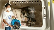ネコの命を考える「かわいいだけでは育てられない」　43匹多頭飼育崩壊現場から新たな保護ネコを受け入れて【静岡発】