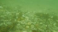 マグロの大群にブリの豊漁 ウニとサケは大量死...国内で初めて赤潮被害を起こしたプランクトンと海の異変