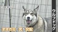 体重20キロ「ウルフドッグ」脱走、高齢女性かまれ重傷　ケージ鍵かけず…飼い主の67歳女を逮捕　去年も同様事件で異例の“改善命令”検討　北海道