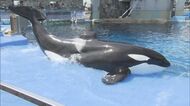 プールでは残されたリンが寂しそうに…名古屋港水族館のシャチ『アース』が天国へ 7/31からエサ食べず容体悪化