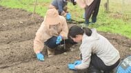 五平餅のタレなどに…岐阜県飛騨地方の伝統食材「アブラエ」の苗の作付けを学べる体験会 農家が減り生産量減少