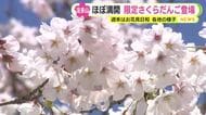 週末はお花見日和に　静岡県内各地の人気スポットは？限定さくらだんごやチューリップとの“競演”も