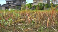 “在来種ソバ”の危機　記録的大雨で苗も種も流され壊滅的　福井県内の作付け面積の半分が被害
