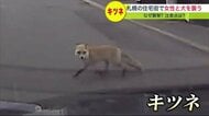 必死で逃げる女性と犬…追いかけたのは「キツネ」 「威嚇していたには違いない」襲われないためには?【北海道発】