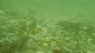 マグロの大群にブリの豊漁 ウニとサケは大量死...国内で初めて赤潮被害を起こしたプランクトンと海の異変