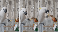 「はいどうぞ」オウムとインコの仲良し食事風景に驚き…なぜ餌を差し出すの?専門家に聞いた