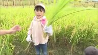 「おいしく食べて…」津山市の小学生がアフリカ・マリ共和国などへの支援に向け育てたコメを稲刈り【岡山】