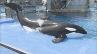 プールでは残されたリンが寂しそうに…名古屋港水族館のシャチ『アース』が天国へ 7/31からエサ食べず容体悪化