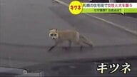 必死で逃げる女性と犬…追いかけたのは「キツネ」 「威嚇していたには違いない」襲われないためには?【北海道発】