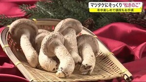 マツタケにそっくりなキノコ その正体は…?<岩手・盛岡市>