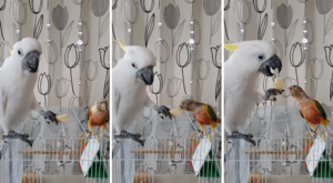 「はいどうぞ」オウムとインコの仲良し食事風景に驚き…なぜ餌を差し出すの?専門家に聞いた