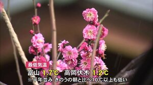寒い朝 次第に晴れ間広がる…ウメ満開 サクラはまだ