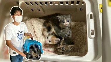 ネコの命を考える「かわいいだけでは育てられない」 43匹多頭飼育崩壊現場から新たな保護ネコを受け入れて【静岡発】