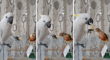 「はいどうぞ」オウムとインコの仲良し食事風景に驚き…なぜ餌を差し出すの?専門家に聞いた