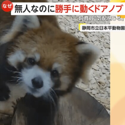 「気配感じる…」無人なのに勝手に動き出すドアノブ…正体はレッサーパンダ　大好きなリンゴ求めて“ドアガチャ”　静岡市立日本平動物園