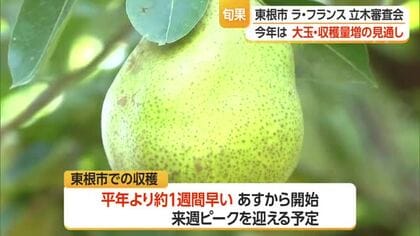 ラ・フランス「販売開始基準日」は10月20日・過去最も早い　収穫量3300トン増見通し　山形