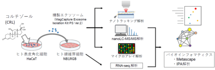 早稲田大学×シーボン 共同研究コルチゾールにより変化した表皮細胞由来エクソソームが真皮細胞の機能性に影響を与える可能性を発見