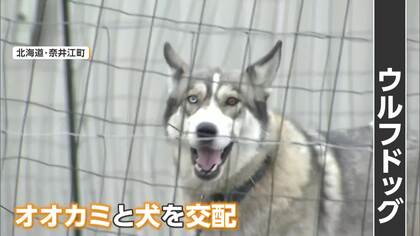 体重20キロ「ウルフドッグ」脱走、高齢女性かまれ重傷　ケージ鍵かけず…飼い主の67歳女を逮捕　去年も同様事件で異例の“改善命令”検討　北海道