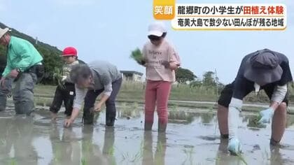 奄美大島・秋名で田植え体験　秋名小の全校15人が4アールのもち米を一列で丁寧に植える「楽しかった」