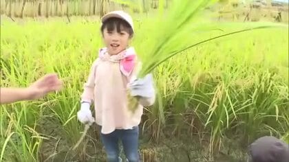 「おいしく食べて…」津山市の小学生がアフリカ・マリ共和国などへの支援に向け育てたコメを稲刈り【岡山】