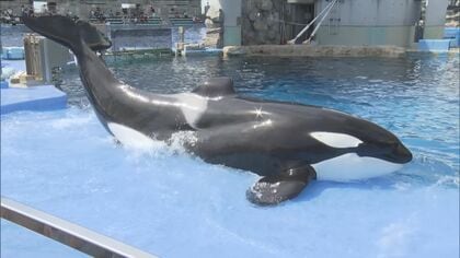 プールでは残されたリンが寂しそうに…名古屋港水族館のシャチ『アース』