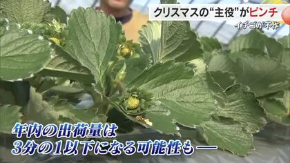 クリスマス前にイチゴ生産者困惑…長引く暑さで不作”ケーキ需要に間に合いそうにない”【岡山・鏡野町】