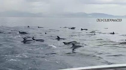 【貴重】瀬戸内海でイルカ50頭の大群　水面に大量の“背びれ”　アジやサバ追いかけ群れで泳いでいたか