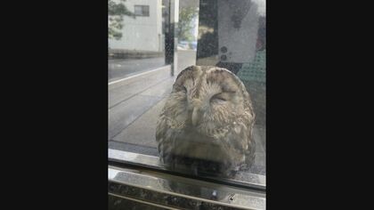 「なんやこれ、可愛すぎる」フクロウが社屋に衝突し警備員が救出～森に飛び立つまでに密着した動画が話題【大分発】