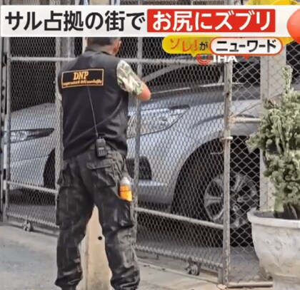吹き矢でお尻に“ズブリ”　サルが占拠の街で「捕獲作戦」　麻酔で眠らせて檻へ　タイ