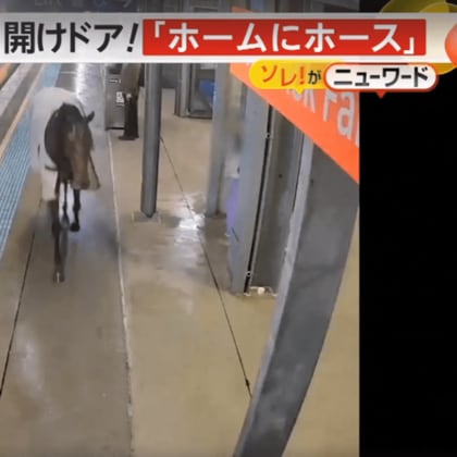“ホームにホース”　競走馬が駅のホームに　ドア開くのを待っているよう…突然の出来事に乗客は後ずさり　オーストラリア