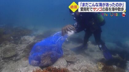 美しさに驚きと衝撃…「サンゴの森」の絶景 群生するカラフルなソフト