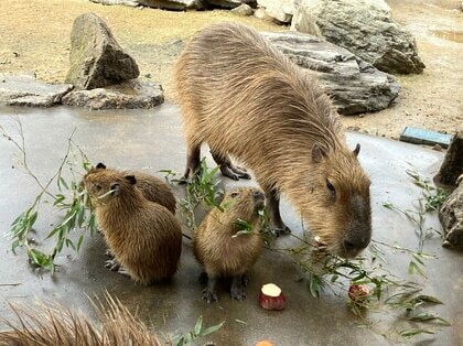 パンダもいいけど カピバラたちもかわいい！！！ 三つ子の赤ちゃん