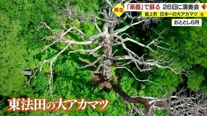 地域のシンボルを楽器に「日本一の大アカマツ」をよみがえらせる 樹齢