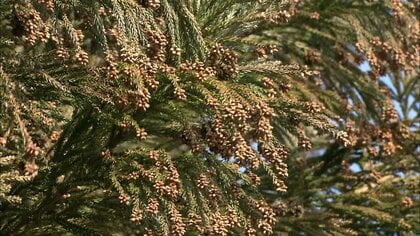 花粉ゼロ！“夢の”スギの木の母樹が7本誕生！東京都育成の「心晴れ不稔1