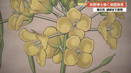 幻の教材」新発見 牧野富太郎博士が描いた明治時代の掛図、高知県立