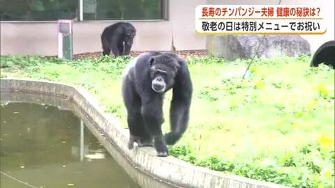 敬老の日に長寿のチンパンジー夫婦をお祝い　特別なプレゼントでますます元気な姿を見せる　秋田市