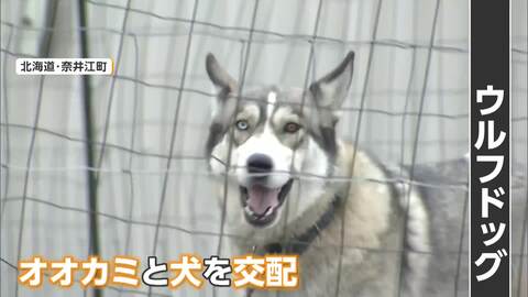 体重20キロ「ウルフドッグ」脱走、高齢女性かまれ重傷　ケージ鍵かけず…飼い主の67歳女を逮捕　去年も同様事件で異例の“改善命令”検討　北海道