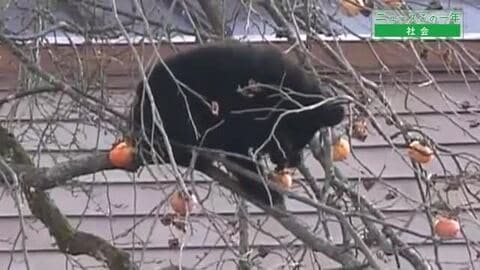 クマの緊急銃猟から高齢者介護施設殺人事件まで、石川県を揺るがせた2025年の事件・事故・災害