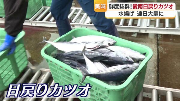 カツオ 次元が違うぐらい食感が違う！」100匹に1匹だけ認められる愛媛県愛