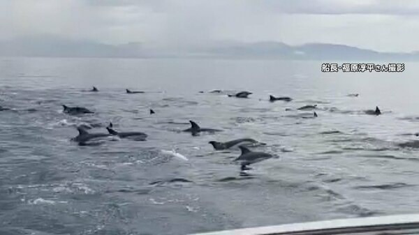 貴重】瀬戸内海でイルカ50頭の大群 水面に大量の“背びれ” アジやサバ