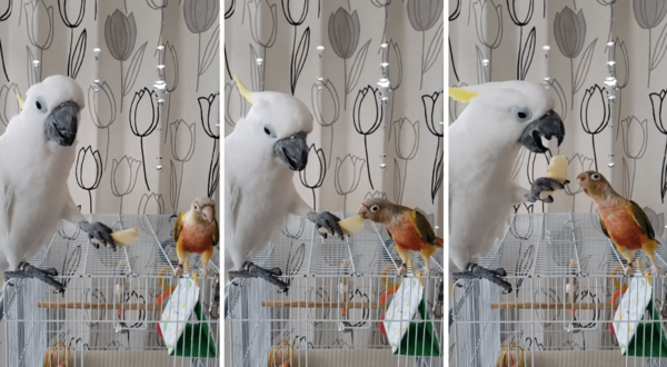 はいどうぞ オウムとインコの仲良し食事風景に驚き なぜ餌を差し出すの 専門家に聞いた