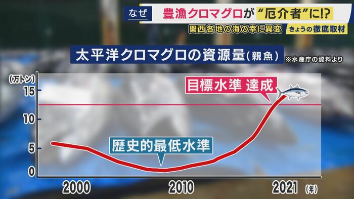 クロマグロの漁獲量