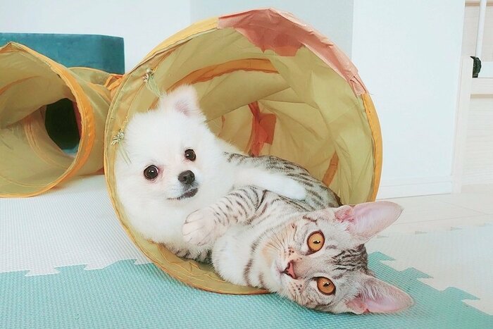 左:こめたくん 右:一緒に暮らしている猫・うにちゃん