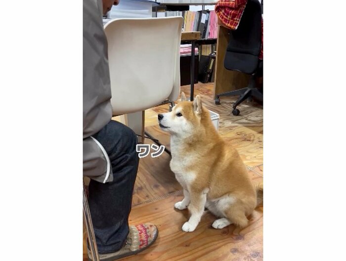 小さい声で「ワン」というはち会長(提供:エイトデザイン)