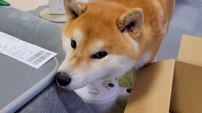 「わらびを止めてよ!」こむぎくんは飼い主さんに告げ口
