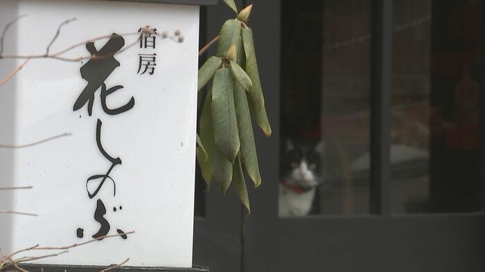 看板猫「かぼす」