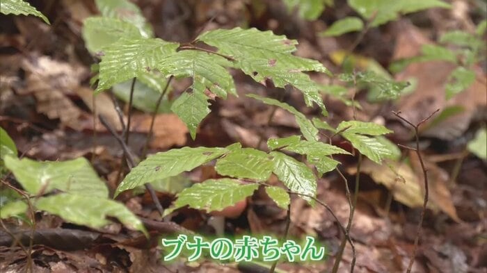 3~4歳だというブナの若木