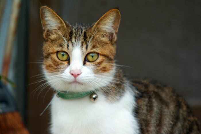 東日本大震災の時、首輪のみを装着していた猫は飼い主判明につながらなかった(画像はイメージ)