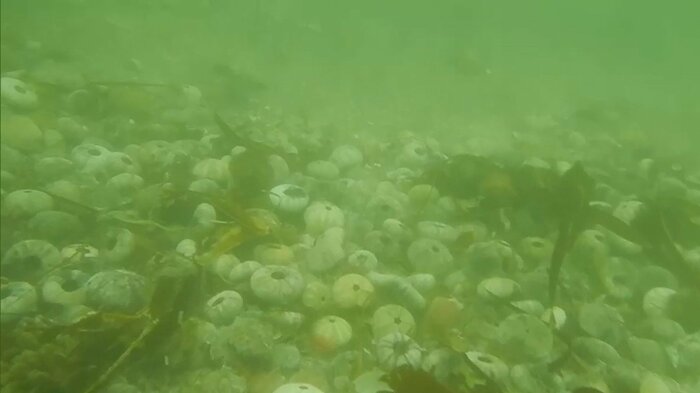 海底で死滅しているのが確認されたウニ